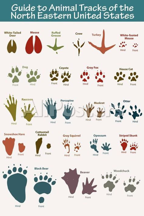 North Eastern Animal Tracks Education Poster - 61 x 91 cm