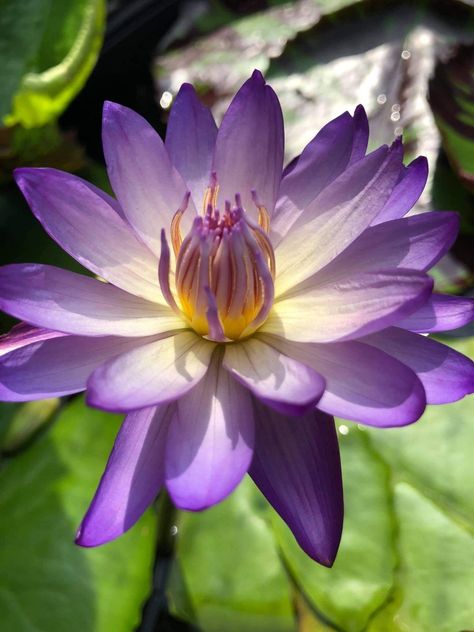 Purple Water Lily, Hawaii Flowers, Purple Water, Butterfly Art Painting, Water Lilly, Beautiful Flowers Pictures, Beautiful Picture, Aquatic Plants, Christmas 2023