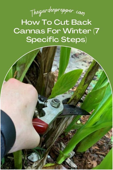 how to cut back cannas for winter How To Over Winter Cannas, Overwinter Canna Lilies, Cana Lillies, Canna Lily Garden, Cana Lily, Deadheading Flowers, Canna Bulbs, Garden Boxes Diy, Canna Lily