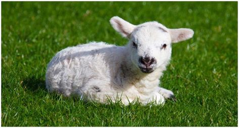 Mary Really did Have a Little Lamb – The True Story of the Nursery Rhyme Lamb Pictures, The Lost Sheep, Cute Lamb, Baby Sheep, Image Chat, Baby Lamb, Sheep And Lamb, Animal Advocacy, Animal Protection