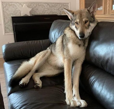 Czechoslovakian Wolfdog Aesthetic, Wolf Dog Aesthetic, Big Dog Aesthetic, Wolfdog Puppy, Czechoslovakian Wolfdog, Wolf Dogs, Dog Wolf, Maned Wolf, Scary Dogs