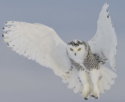 Pictures Of Owls, Snowy Owls, Raven Tattoo, Snowy Owl, Art Pictures, Owls, Birds, Google Search, Animals