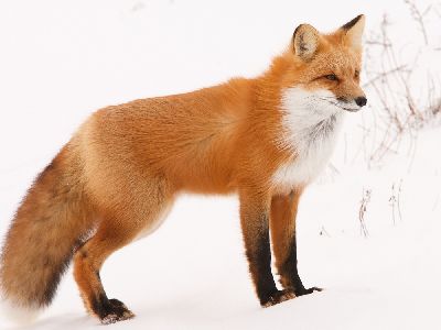 Fox  -  Red Fox Pet Fox, Pets 3, Fox Pattern, Cute Fox, Cute Animal Photos, Red Fox, Animal Photo, Spirit Animal, Animal Photography