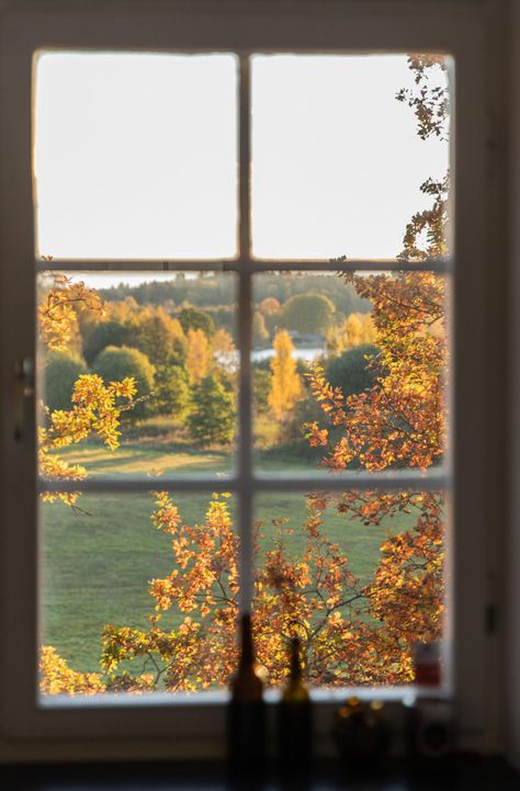 Outside My Window, Free Nature, Collection Of Poems, The View, Fall Colors, Trees, Nature