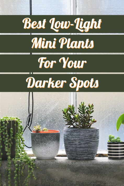 If you're looking for indoor plants that can grow even in dark conditions, you're in luck: numerous plants do very well even in small, dark corners where other plants aren't suited. The following are some low-light small plants that are perfect for the tiny dark corners of your home.  plants at home baby plants mini houseplants small houseplants miniature plants living with plants plant care ideas inspo inspiration plan blog indoor jungle plant corner  #houseplants #smallplants #indoorplants Low Light Succulents, Fishbone Cactus, Low Light House Plants, Indoor Plants Low Light, Small House Plants, Houseplants Low Light, Low Light Indoor Plants, Small Indoor Plants, Household Plants