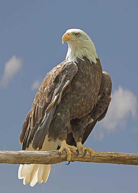 Get ready to soar with these stunning pictures of eagles! These magnificent birds of prey are captured in all their glory in this collection of breathtaking images. Learn more about eagles in our linked YouTube video. Click the link to watch now! Eagles Birds of prey hunting skills Majestic Symbolism Wildlife Nature Adaptations Talons Wingspan Nesting Conservation Feathers Mountains Predators bird tattoo bird drawing bird painting bird wallpaper bird photography birds and animals bird wall art Types Of Eagles, Haliaeetus Leucocephalus, Aigle Royal, Eagle Images, Eagle Painting, Eagle Wallpaper, Eagle Pictures, Hakone, The Eagles