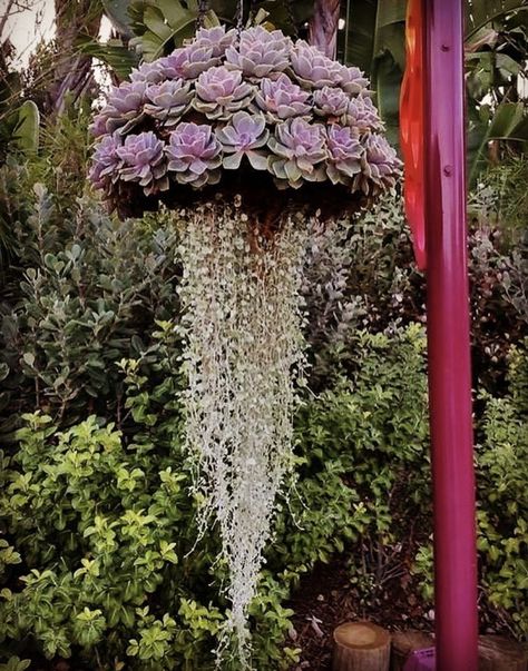 Silver Falls Dichondra, Succulent Garden Design, Succulent Garden Diy, Plants For Hanging Baskets, Types Of Succulents, Plant Basket, Succulent Terrarium, Whimsical Garden, House Plants Indoor