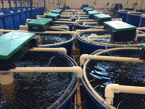 Aquaculture Fish, Backyard Aquaponics, Salmon Farming, Farming System, Home Aquarium, Wild Salmon, Aquaponics System, Fish Farming, Urban Farming