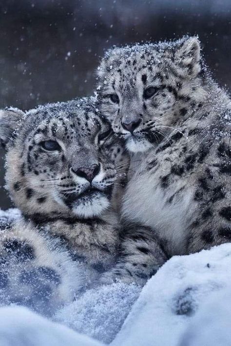 Snow Leopard Pictures, Snow Leopard Wallpaper, Leopard Art, Clouded Leopard, Baby In Snow, Wild Animals Pictures, Wild Creatures, Wild Dogs, Cute Wild Animals