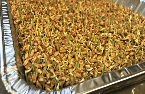 Sprouting Chicken Feed, Sprouting For Chickens, Sprouted Grains For Chickens, Sprouting Grains For Chickens, Sprouts For Chickens, Sprouting Seeds For Chickens, Growing Sprouts For Chickens, Sprouting Lentils For Chickens, Lentils For Chickens