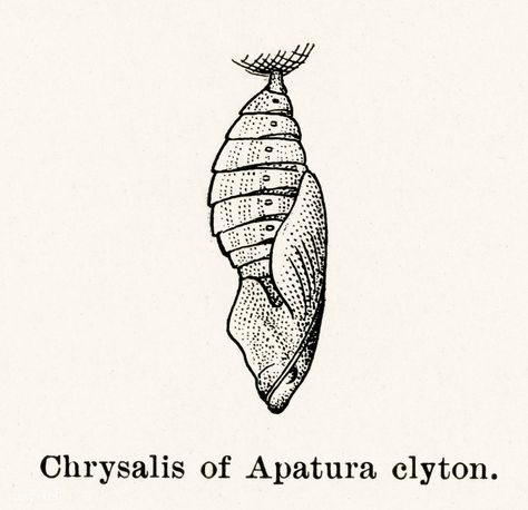 Chrysalis of Apatura clyton (Emperors) from Moths and butterflies of the United States (1900) by Sherman F. Denton (1856-1937). Digitally enhanced from our own publication. | free image by rawpixel.com Chrysalis Drawing, Cocoon Illustration, Chrysalis Tattoo, Cocoon Butterfly, Moth Cocoon, Butterfly Cocoon, Borboleta Tattoo, Butterfly Chrysalis, Image Cloud