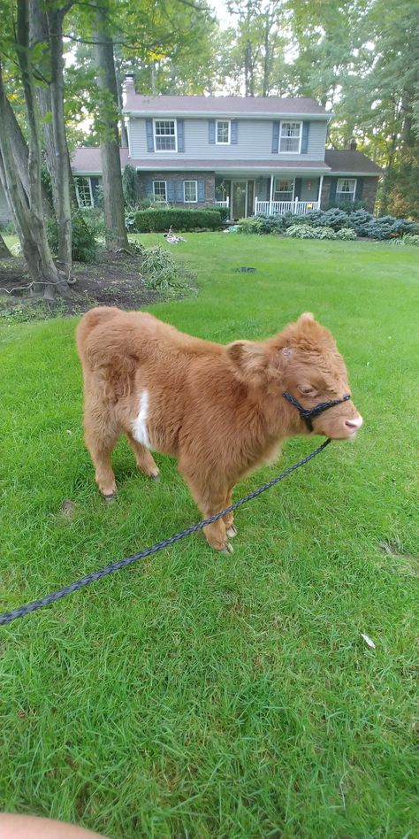 Highland Miniature Cow, Mini Highland Cow Pets, Miniature Highland Cow, Shampooed Cows, Best Farm Animals, Farm Life Aesthetic, Rescue Farm, Galloway Cattle, Funny Cows