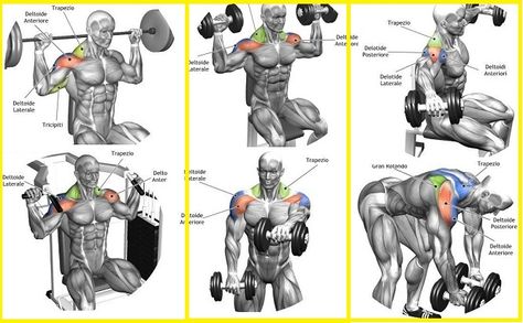 Top 5 Shoulder Exercises for Cannon Ball Delts - all-bodybuilding.com Front Delts, Deltoid Workout, Best Shoulder Workout, Shoulder Training, Shoulder Exercises, Gym Antrenmanları, Muscle Abdominal, Gym Workout Chart, Workout Chart