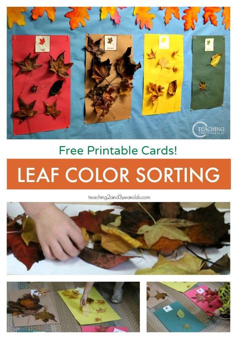 After reading "Going on a Leaf Hunt", collect leaves and sort them by color! Free printable cards for preschoolers for color recognition. Leaf Hunt, Fall Activities For Toddlers, Fall Science, Fall Lesson Plans, November Crafts, Fall Preschool Activities, Tree Study, Fall Kindergarten, Thanksgiving Preschool