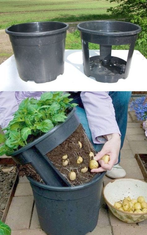 How to grow potatoes in containers, bags, pots, gallon buckets, & DIY wood planters. Best tips & ideas to plant small garden for big harvest! - A Piece of Rainbow backyard, garden, vegetable gardening ideas, small space tips, grow your own food, homestead, homesteading #spring #summer #verticalgarden #ediblegarden #vegetablegardening #backyard #gardens #gardening #urbangardening #gardendesign #gardenideas #containergardening #DIY #homestead #gardeningtips #growfood #potatoes Potatoes In Containers, Grow Potatoes In Container, Plantarea Legumelor, Gemüseanbau In Kübeln, Diy Wood Planters, Container Potatoes, Potato Planters, Patio Container Gardening, Grow Potatoes