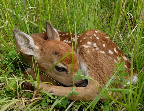 Wild Deer, Deer Photos, Deer Pictures, Brown Deer, Deer Tattoo, Ap Studio Art, Forest Creatures, Whitetail Deer, Baby Deer