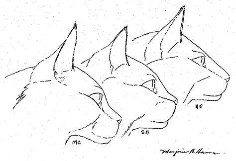 Norwegian Forest cat profile in comparison with Siberians and Maine Coons Cat Side Profile Drawing, Cat Side Profile, Mancoon Cats, Cat Side, Side Profile Drawing, Siberian Forest Cat, Fisher Cat, Siberian Forest, Side Profiles