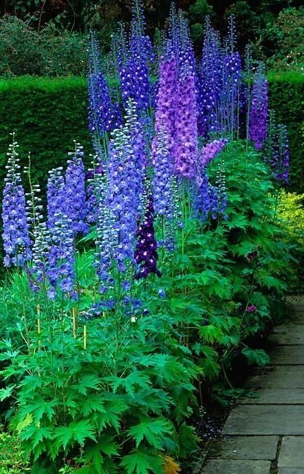 English Garden Design, Delphinium Flowers, Blue And Purple Flowers, Cottage Garden Design, Blue Garden, Gorgeous Gardens, Perennial Garden, Delphinium, Garden Cottage