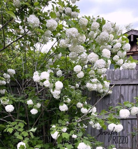 Snowball Tree Viburnum Opulus, Chinese Snowball Viburnum, Snowball Viburnum Landscape, Eastern Snowball Viburnum, Hydrangea Snowball, Bush With White Flowers, Snowball Bush, Snowball Tree, Beach House Garden