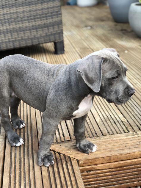 American bully pup Wiener Dog Puppies, American Bully Accessories, Grey American Bully, Xl American Bully, American Bully Standard Blue, American Bully Pocket, Pitbull Dog Breed, Bully Breeds Dogs, Bully Dog