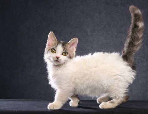 Lambkin cat... new breed combination of the mutated short legged Munchkin cat and a Selkirk Rex  cat. Short legs and curly fur. Rare and not yet a recognized breed. Curly Haired Cat, Small Cat Breeds, Curly Cat, Cat Races, Laperm, Selkirk Rex, Rare Cats, Munchkin Cat, Cat Breeder