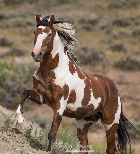 Cheval Pie, Wild Horses Photography, American Paint Horse, Most Beautiful Horses, Majestic Horse, All The Pretty Horses, Horse Crazy, Wild Horse, Cute Horses