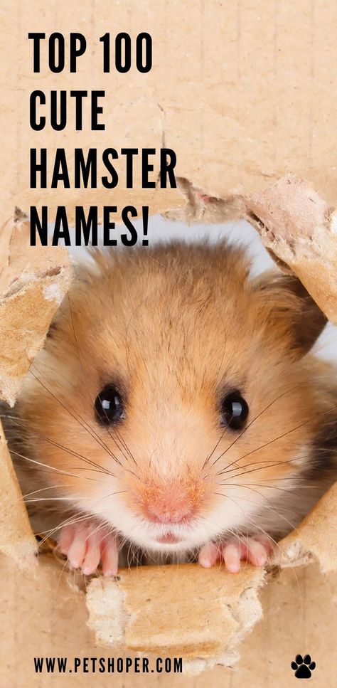 TOP 100 Cute Hamster Names only the best names for your hamster! #HamsterNames #Hamster #TOP100HamsterNames #CuteHamsterNames #TOPHamsterNames Hamster Feeding Schedule, Cute Names For Hamsters, Hamster Names Boy, Hamster Names Ideas, Names For Teddy Bears, Siberian Hamster, Stuffed Animal Names, Hamsters Cute, Hamster Ideas