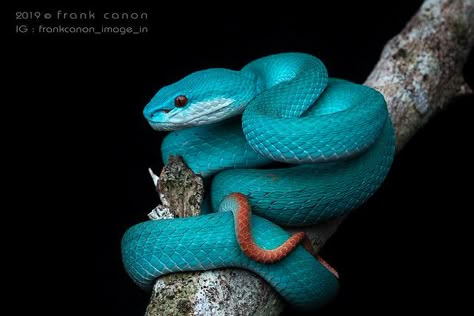 white-lipped island pit viper (Trimeresurus albolabris insularis) Unusual Pets, Cute Snakes, Regard Animal, Viper Snake, Snake Photos, Pretty Snakes, Colorful Snakes, Snake Wallpaper, Komodo Island