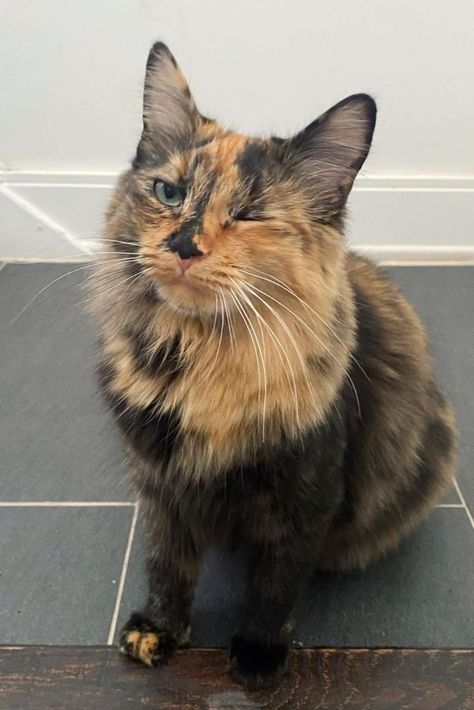 Tortoiseshell Cat, Rare Cats, Cat Reference, Tortoise Shell Cat, Silly Cats Pictures, Pretty Animals, Calico Cat, Cat Aesthetic, Silly Cats