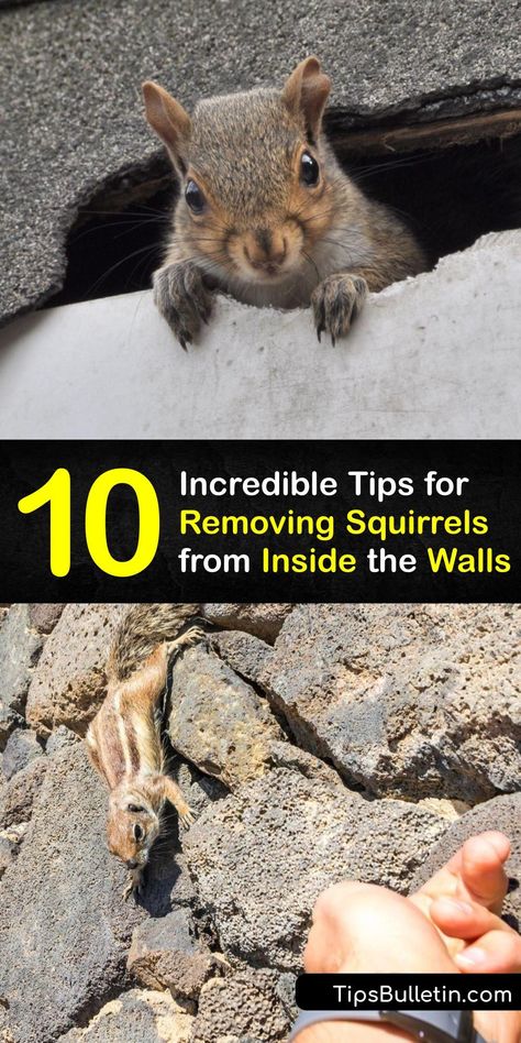 How To Get Rid Of Squirrels In The Attic, Squirrel Trap Diy, Repel Squirrels, Squirrel Repellant, Squirrel Repellent, Dead Squirrel, Get Rid Of Squirrels, Making Apple Cider, Diy Bug Spray