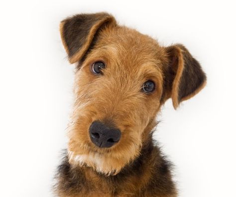 Airedale Terrier Puppies, Airedale Dogs, Terrier Breeds, Wire Fox Terrier, Popular Dog Breeds, Most Popular Dog Breeds, Terrier Puppies, Terrier Puppy, Airedale Terrier