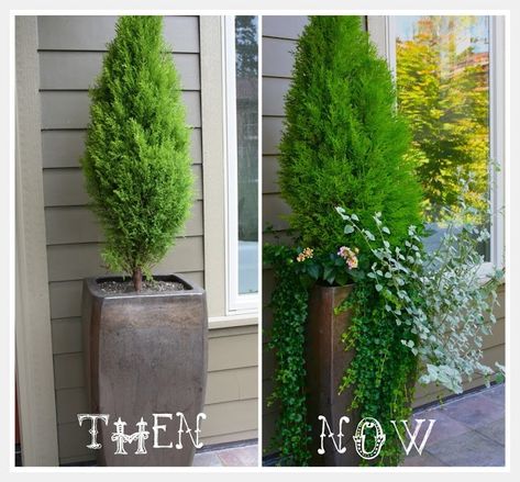 Evergreens if I have to Arborvitae Planter Ideas, Potted Evergreens Front Porches, Evergreen In Pots, Potted Evergreens, Evergreen Potted Plants, Evergreen Planters, Front Yard Landscaping With Pots, Tall Potted Plants, Potted Plants Patio