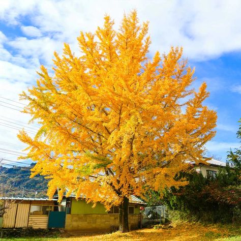 Ginkgo Trees for Sale | BrighterBlooms.com Gingko Tree, Patio Fruit Trees, Living Fossil, Howard Johnson's, Garden Tattoo, Ginkgo Tree, Maple Trees, Plants Ideas, Aesthetic Garden