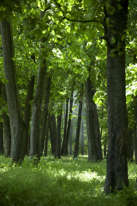 Forest. Dense trees in a green forest in spring , #ad, #trees, #Dense, #Forest, #spring, #forest #ad Oak Aesthetic, Forest In Spring, Forest Backdrop, Spring Trees, Forest Drawing, Dense Forest, Forest Backdrops, Spring Forest, Fire Image