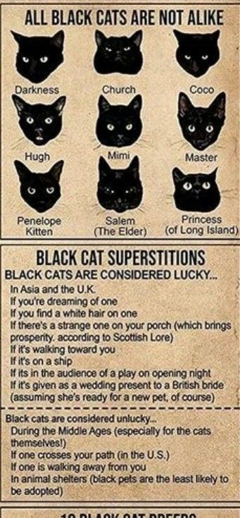 Facts About Black Cats, Cat Knowledge, Black Cat Superstition, All Black Cat, Cat Meeting, A Black Cat, Toothless, Black Cats, A Black