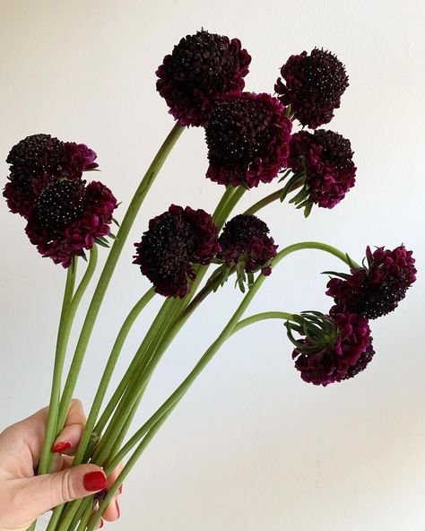 Potomac Floral Wholesale on Instagram: “Want to upgrade a fall palette? Add chocolate or plum. These scabiosa are just the right touch. (Scabiosa black-burgundy, code: SCABUR) . .…” Burgundy Scabiosa, Bouquet Recipe, Flower Reference, Flower Varieties, Fall Palette, Garden Veggies, Jordan 8, Winter Flowers, Edible Garden