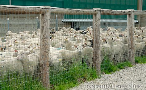 Sheep Fencing, Sheep Fence, Cedar Posts, Small Fence, Diy Fence, Farm Fence, Electric Fence, Best Practice, Fencing