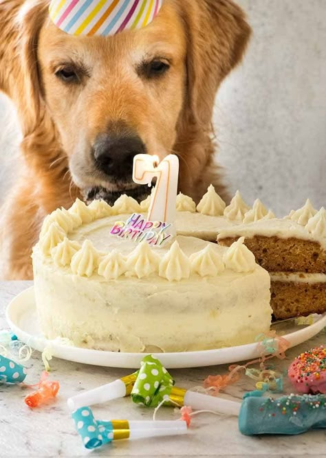 Dozer the golden retriever looking at his Dog cake recipe Dog Friendly Cake, Cake For Dogs, Dog Birthday Cake Recipe, Cake Recipes Uk, Dog Cake Recipes, Nurse Cake, Nursing Cake, Pet Snacks, Chandelier Cake