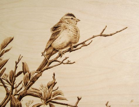 "Out on a Limb" Sparrow/bird woodburning by Cara Jordan, 11 by 14 inches on birch ply Beginner Wood Burning Pattern, Laser Pattern, Beginner Wood Burning, Woodburning Ideas, Pyrography Designs, Wood Burning Patterns Stencil, Out On A Limb, Oakville Ontario, Foto Transfer