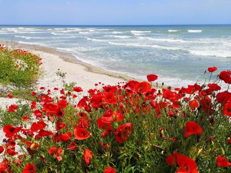 Poppy Field Painting, Australian Painting, Scenic Photos, Watercolor Projects, Flower Landscape, Sea Painting, Beautiful Locations Nature, Beach Painting, Painting Photos