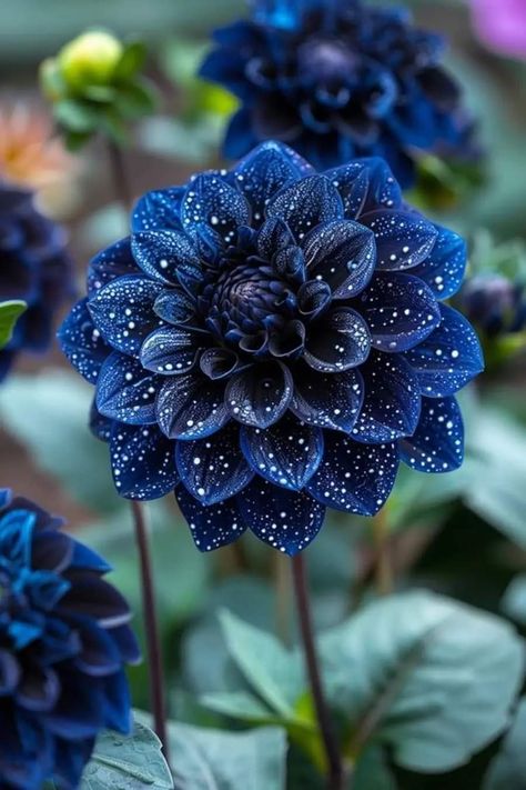 Rare Flowers Aesthetic, Dark Colored Flowers, Beautiful Flower Gardens, Black Flowers Wallpaper, Paper Flower Crown, Cool Flowers, Pretty Flowers Pictures, Goth Garden, Dark Blue Flowers