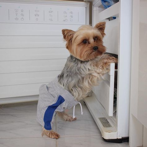 Going to training. Yorkshire Terrier Funny, Teacup Yorkies, Dog Stock Photo, Yorkie Puppies, Yorkie Terrier, Teacup Yorkie, Yorkshire Terriers, Yorkie Dogs, Yorkie Puppy