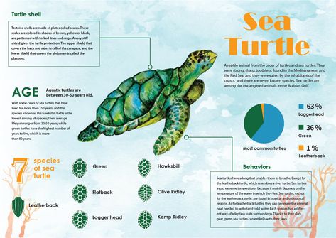 Sea Turtle Infographic, Turtle Infographic, Turtle Identification, Sea Infographic, Sea Turtle Facts, Animal Journal, Biology Drawing, Turtle Facts, Graphic Design Drawing