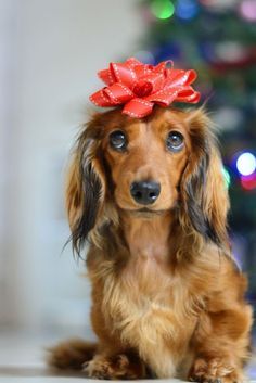 #dachshundswag #dachshundoverload #dachshundogz #dachshundpuppylove #dachshundstyle #dachshundplanet #dachshundlyf #dachshundfanclub #dachshund_dawgz #dachshundsofaustralia Mini Long Haired Dachshund, Cream Dachshund, Pretty Puppies, Christmas Dachshund, Dachshund Clothes, Weiner Dogs, Miniature Dachshunds, Wiener Dogs, Dapple Dachshund