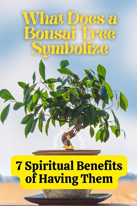 What Does a Bonsai Tree Symbolize & 7 Spiritual Benefits of Having Them Bonsai Tree Meaning, Bonsai Quotes, Bonsai Tree Aesthetic, Bonsai Meaning, Ficus Ginseng Bonsai, Plant Meanings, Ginseng Plant, Tree Meanings, Cherry Blossom Bonsai Tree