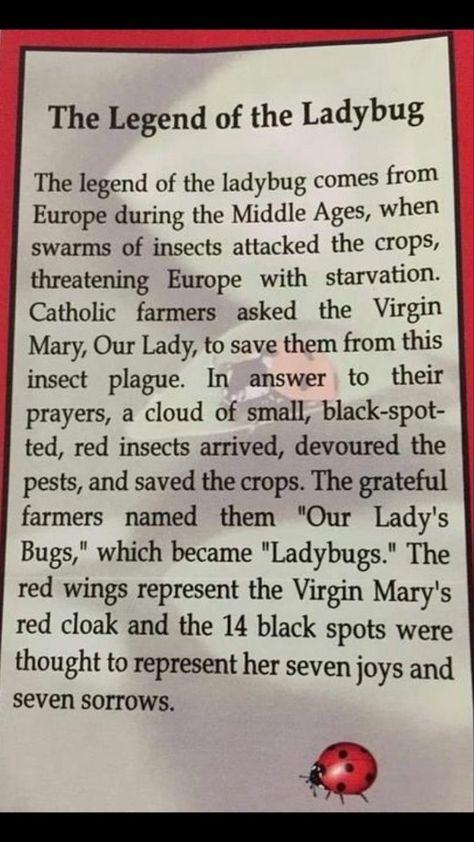 Ladybug Meaning, Ladybug Quotes, Catholic Beliefs, Ladybug Theme, The Ladybug, Catholic Images, Inspirational Stories, Blessed Mother Mary, Good Prayers