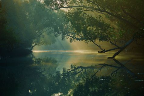 Go off the beaten path and enjoy a peaceful day in the enchanting Sundarbans. #adventure #travel #bucketlist #bangladesh #sundarbans #forest #pond Mangrove Forest Aesthetic, River Enchanted, Forest Border, River In The Forest, Island Forest, Enchanted River, Enchanted Lake, Photos Black And White, Mangrove Swamp