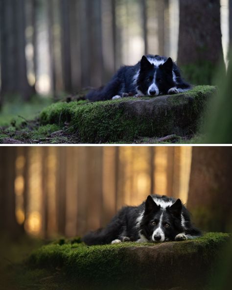 ✨ before / after ✨ 📸 Sony a7iii & Sony 135mm f/1.8 Settings: 1/400 sec, f/1.8, ISO 1000 🪄 Start in Lightroom: Adjust white balance (warm it up) Slightly raise shadows, lower highlights Selectively fix highlights in background Add clarity & texture to face Selectively work on the eyes (mostly brighten & desaturate catchlights, make sure pupil is dark) In Photoshop: Add a bit of foreground blur General retouching & tidying Curves layer to add an open vignette Curves layer to add a spotlight Le... Lower Highlights, Sony A7iii, Dog Photoshoot, White Balance, Photoshop Brushes, Dog Photography, Dog Photos, F 1, Border Collie