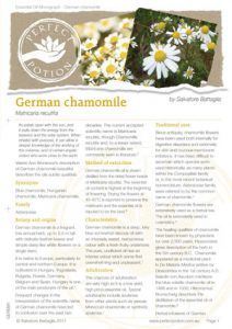 German Chamomile Monograph | Perfect Potion German Chamomile Essential Oil, Medicine Garden, Natural Bath, Chamomile Flowers, Throat Chakra, Thought Of The Day, Essential Oils Aromatherapy, Herbal Medicine, Diy Natural Products