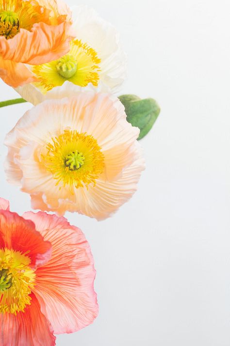 Lovely Wallpapers, Photos Of Flowers, Flower Poppy, Individual Flowers, Floral Graphics, Poppies Tattoo, Poppy Flowers, Flower Border, Bright Flowers